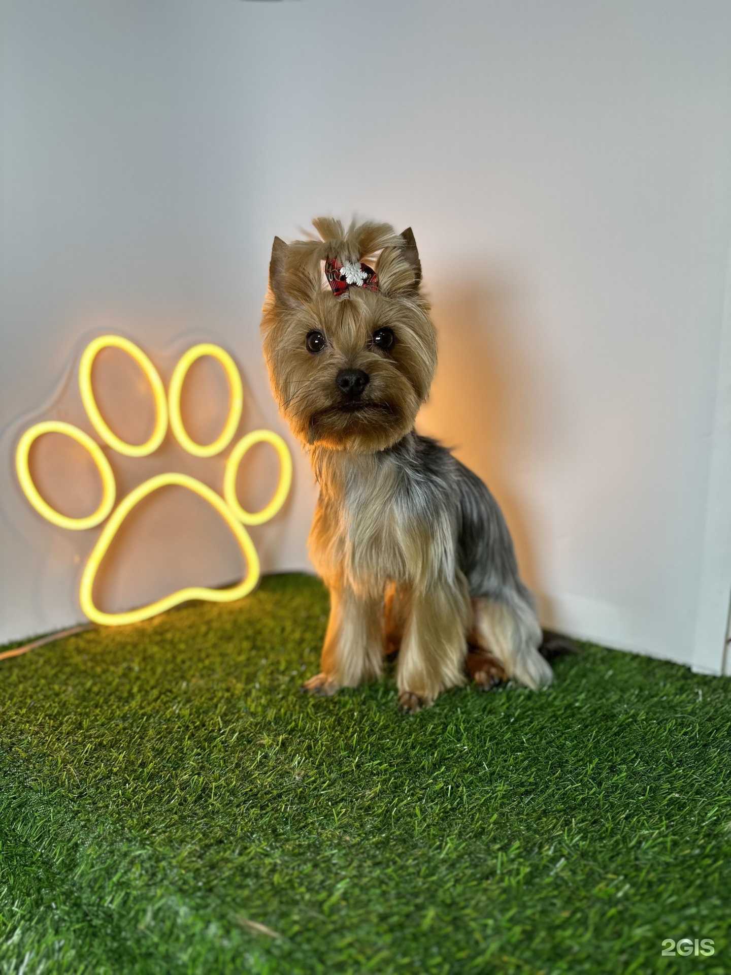 Отзывы на компанию Груминг by Larionova в г. Ярославль c фото