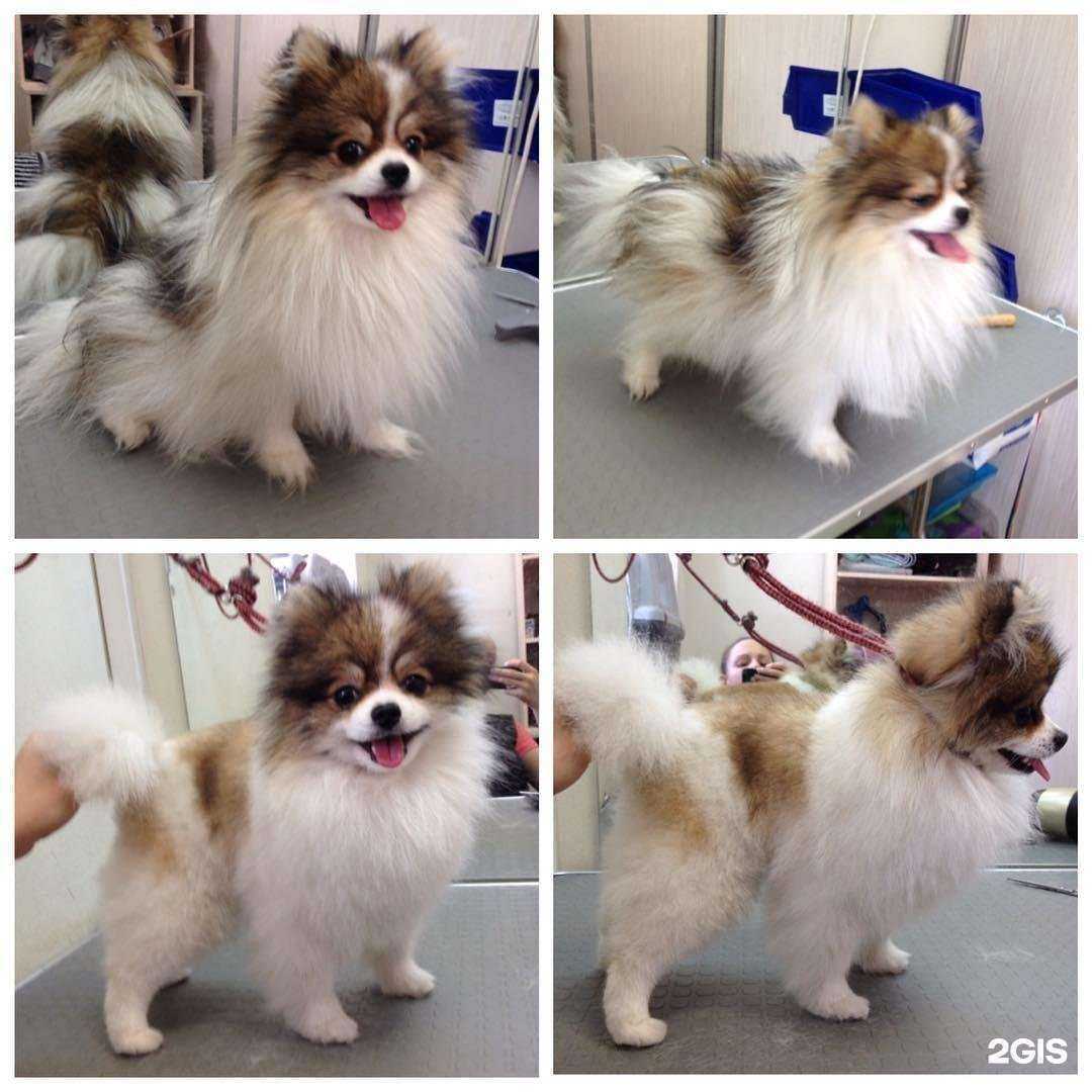 Отзывы на компанию Мадагаскар в г. Новосибирск c фото