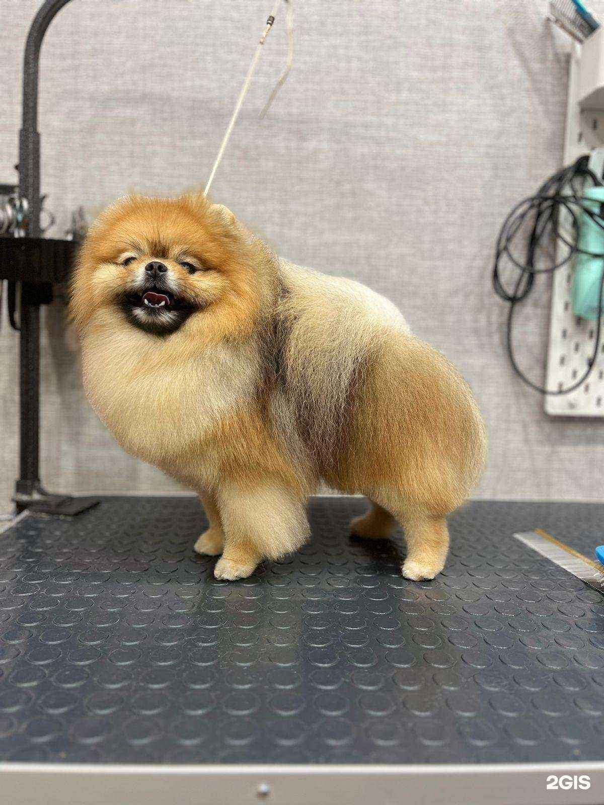 Отзывы на компанию Хвостун в Ачинске c фото