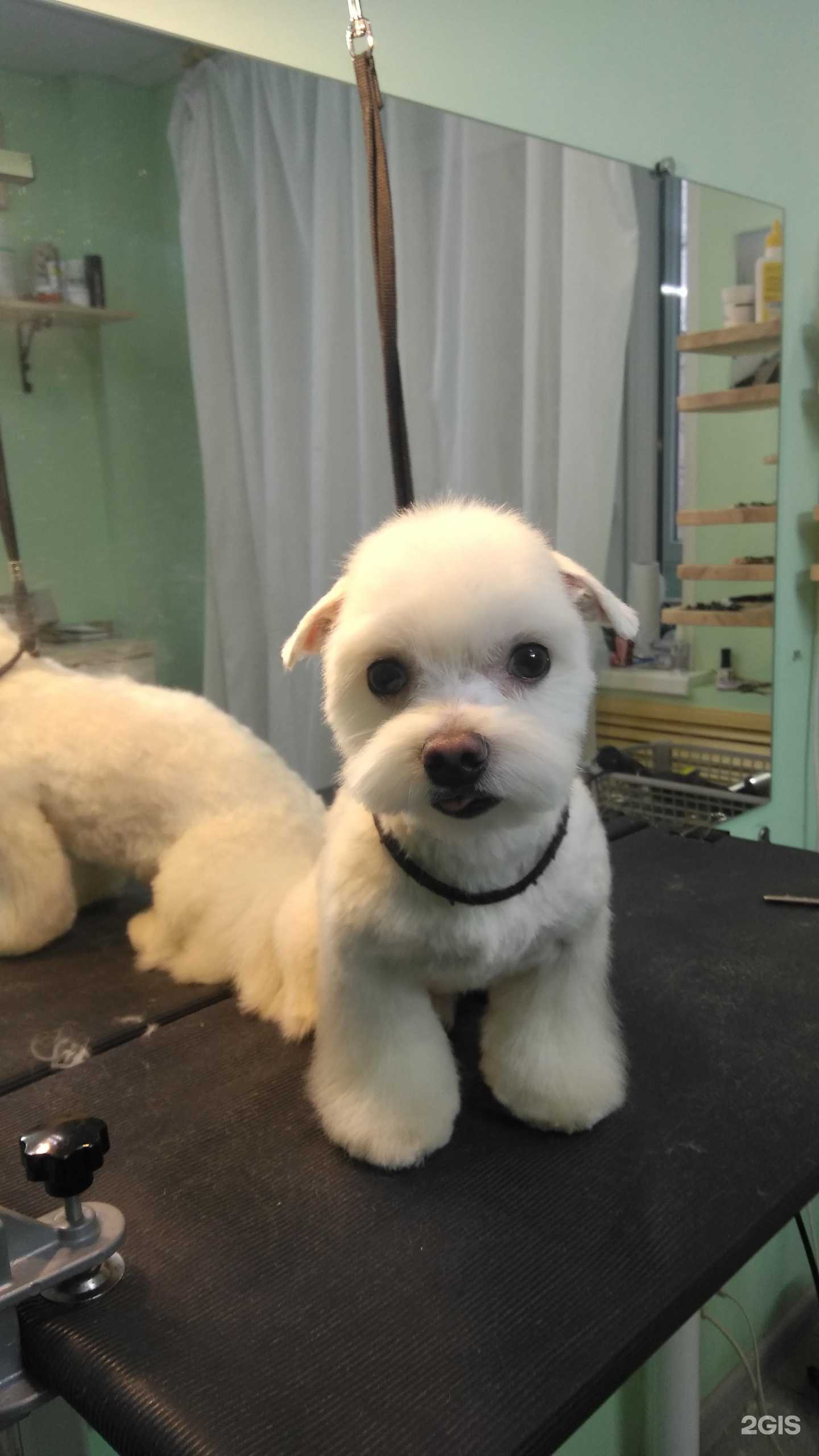 Отзывы на компанию Стильный грумер в г. Ярославль c фото