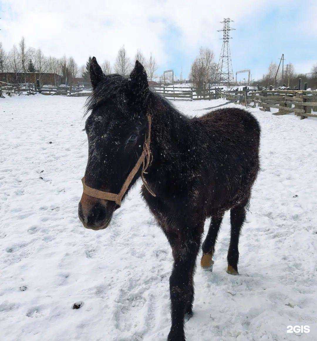 Отзывы на компанию Кедр в Анжеро-Судженске c фото