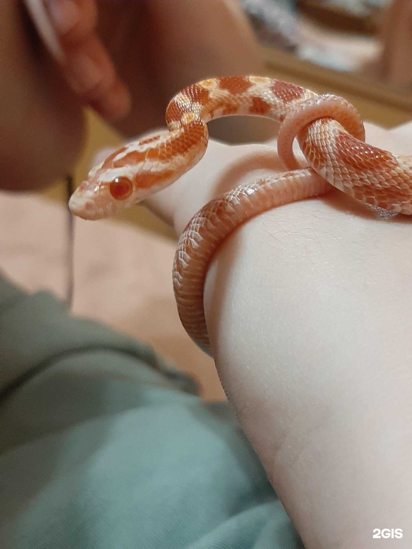 Отзывы на компанию Exzo World в Краснодаре c фото