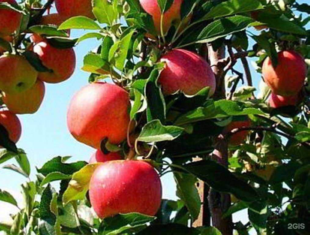 Отзывы на компанию Агрофирма Сад в г. Ульяновск c фото