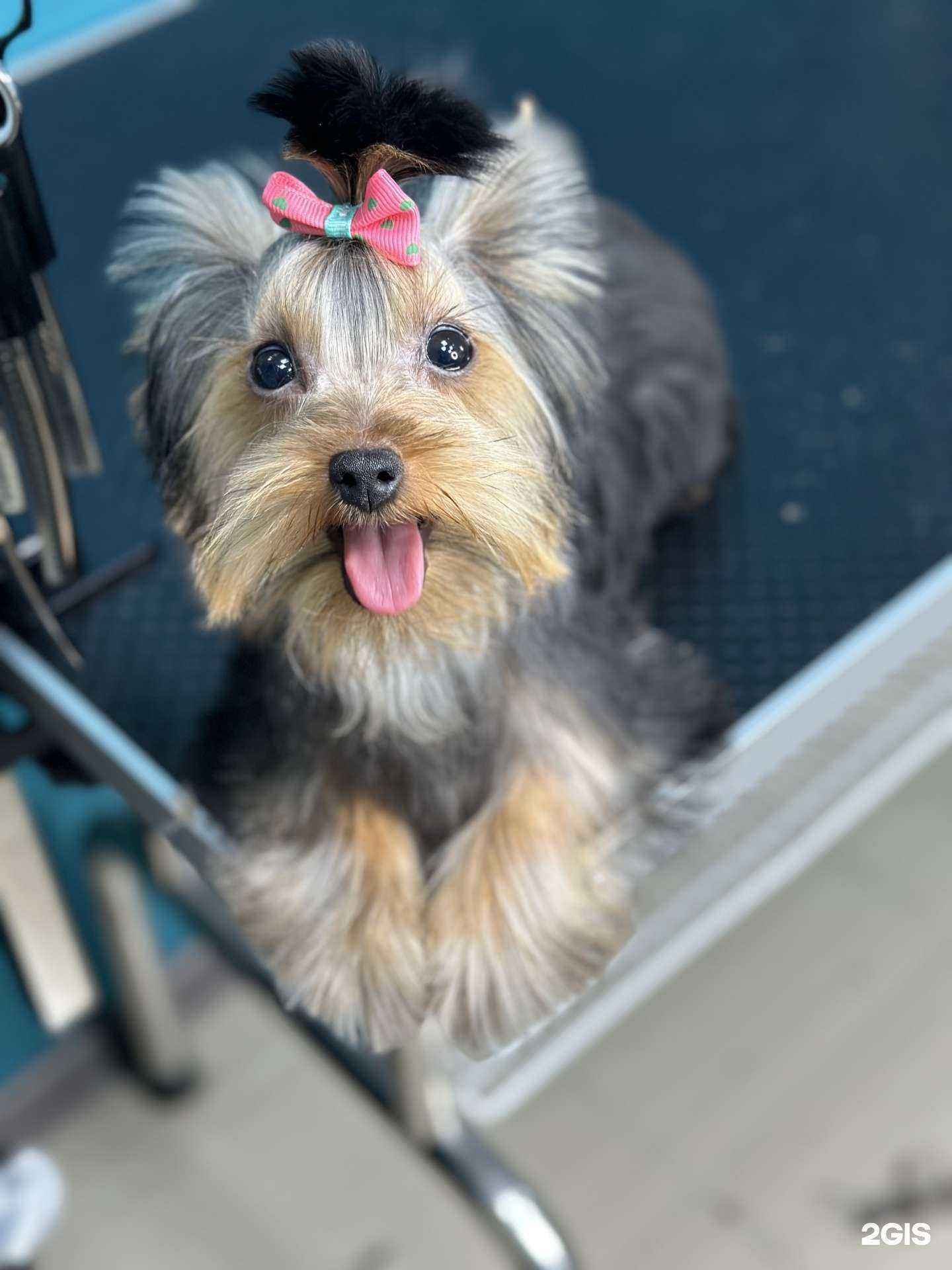 Отзывы на компанию Club_dog.38 в г. Иркутск c фото