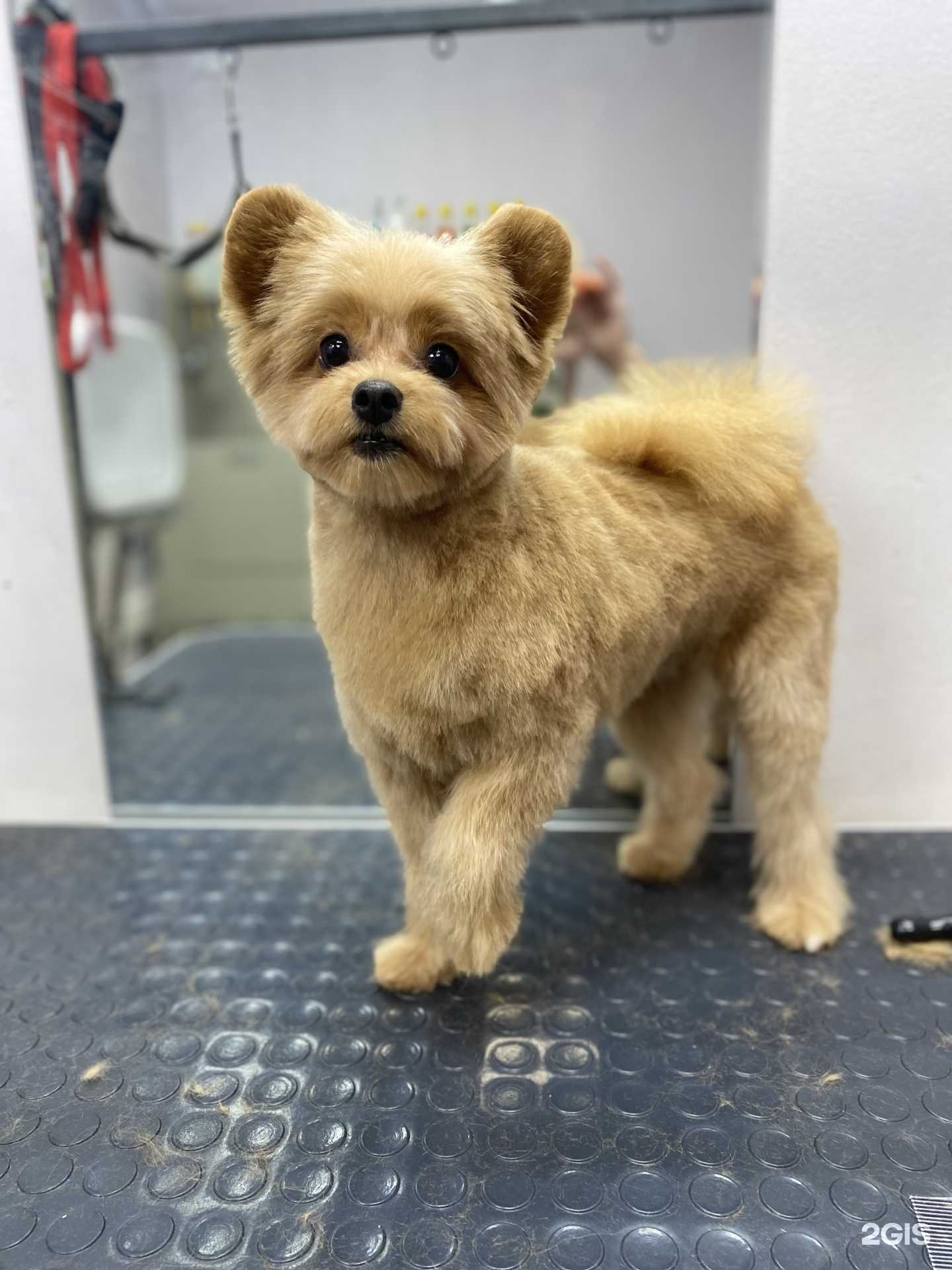 Отзывы на компанию Мягкие лапки в г. Казань c фото