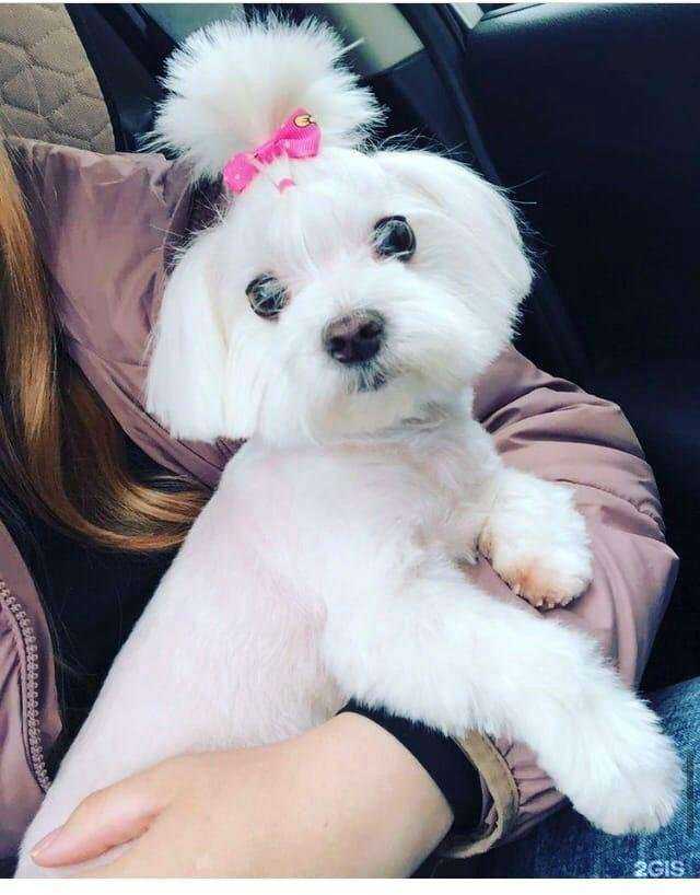 Отзывы на компанию Зверополис в г. Улан-Удэ c фото