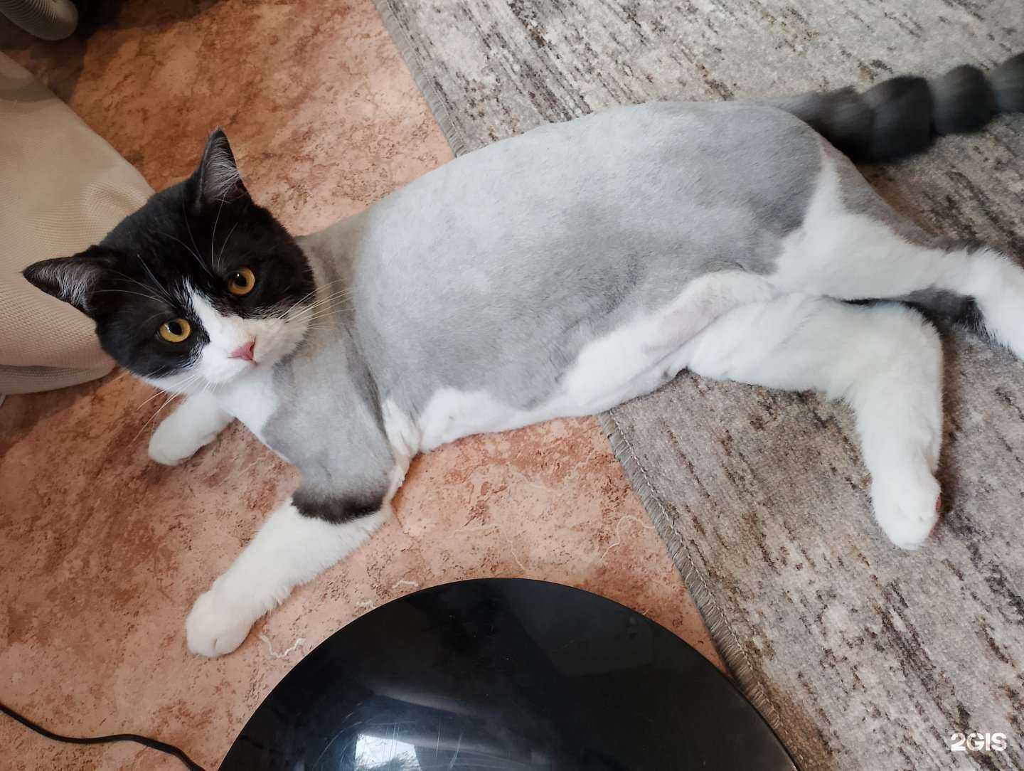 Отзывы на компанию PetGrooming в г. Дальнегорск c фото