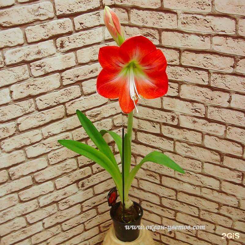 Отзывы на компанию Океан цветов в Воронеже c фото