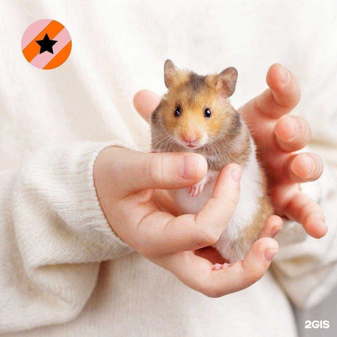 Отзывы на компанию Четыре лапы в г. Орехово-Зуево c фото