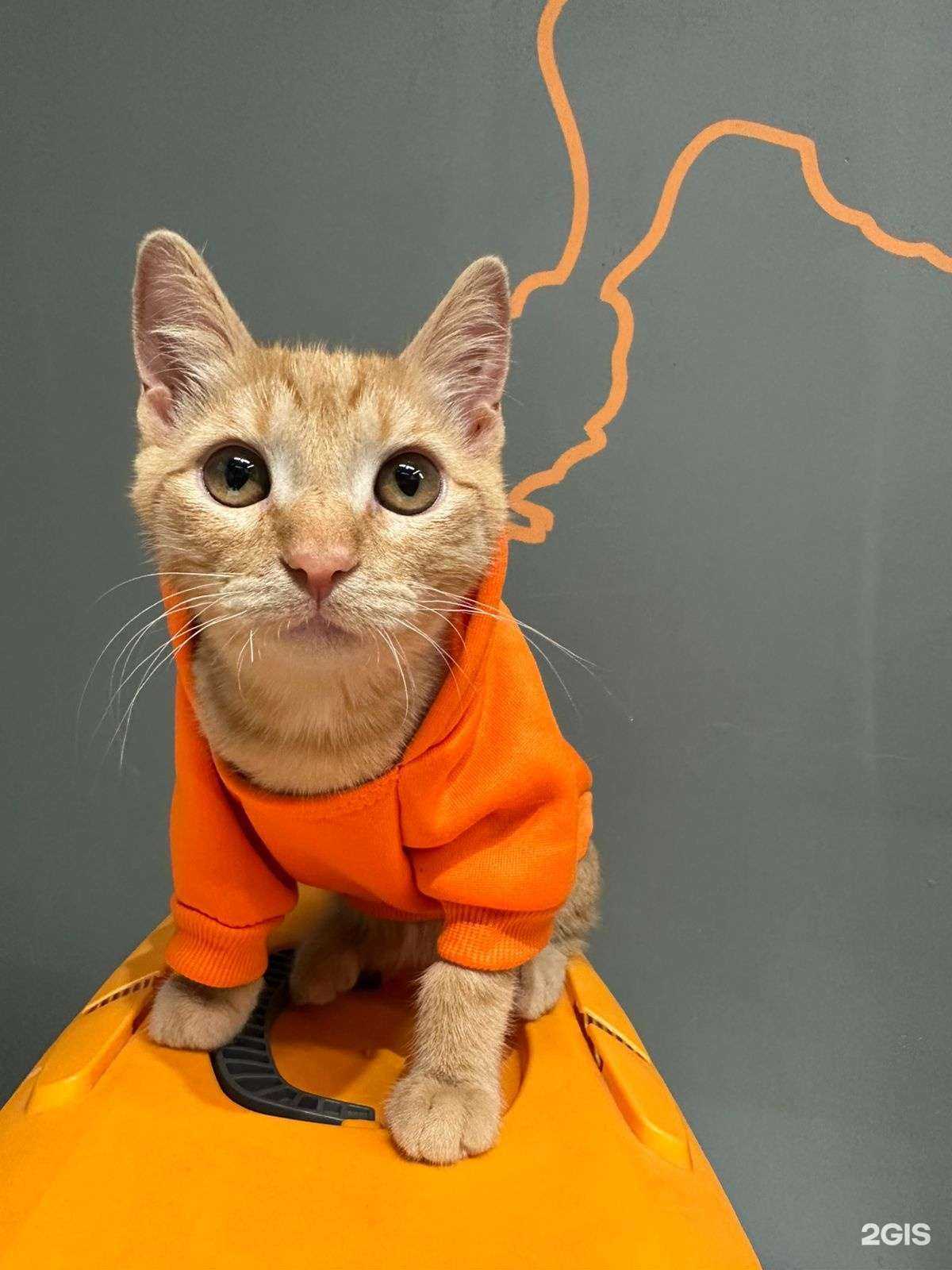 Отзывы на компанию Зоомагазоо в г. Иркутск c фото