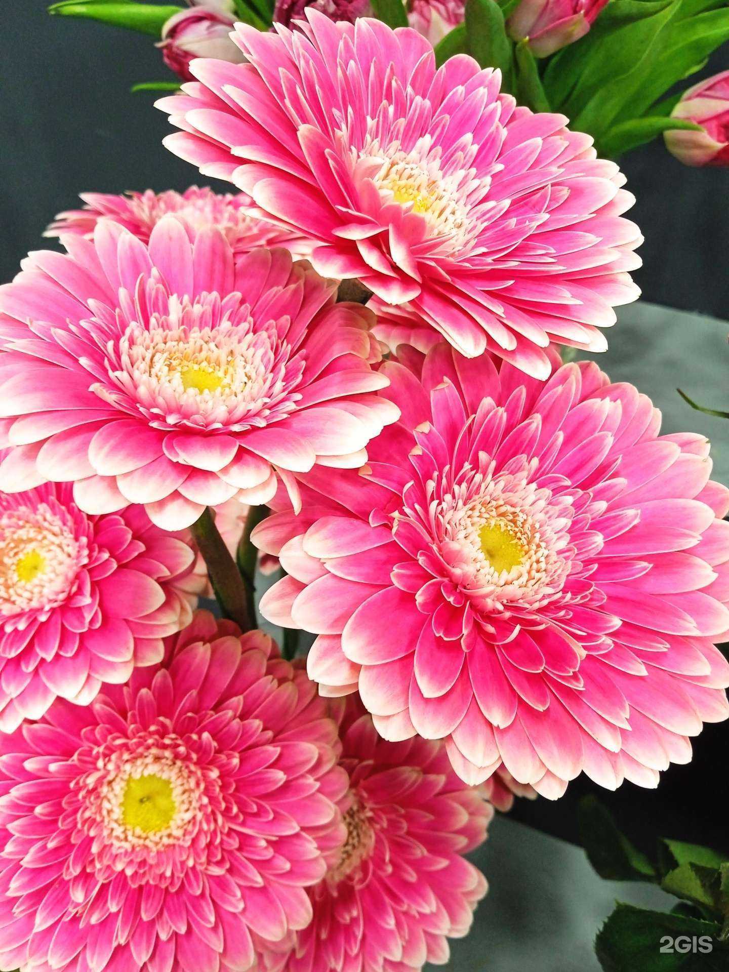 Отзывы на компанию Колибри в Архангельске c фото