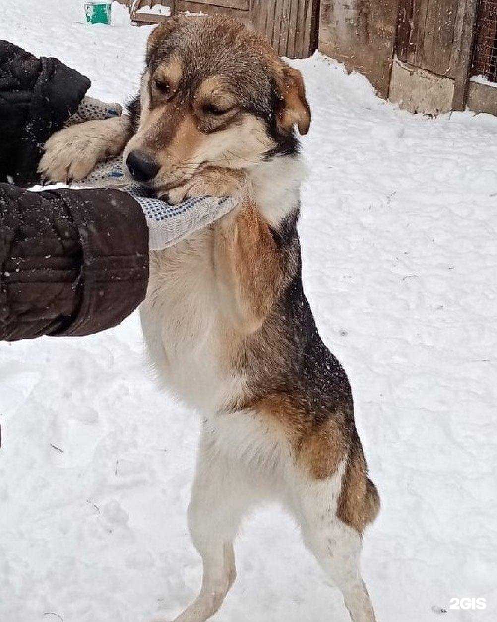 Отзывы на компанию Кот и Пес в Ижевске c фото