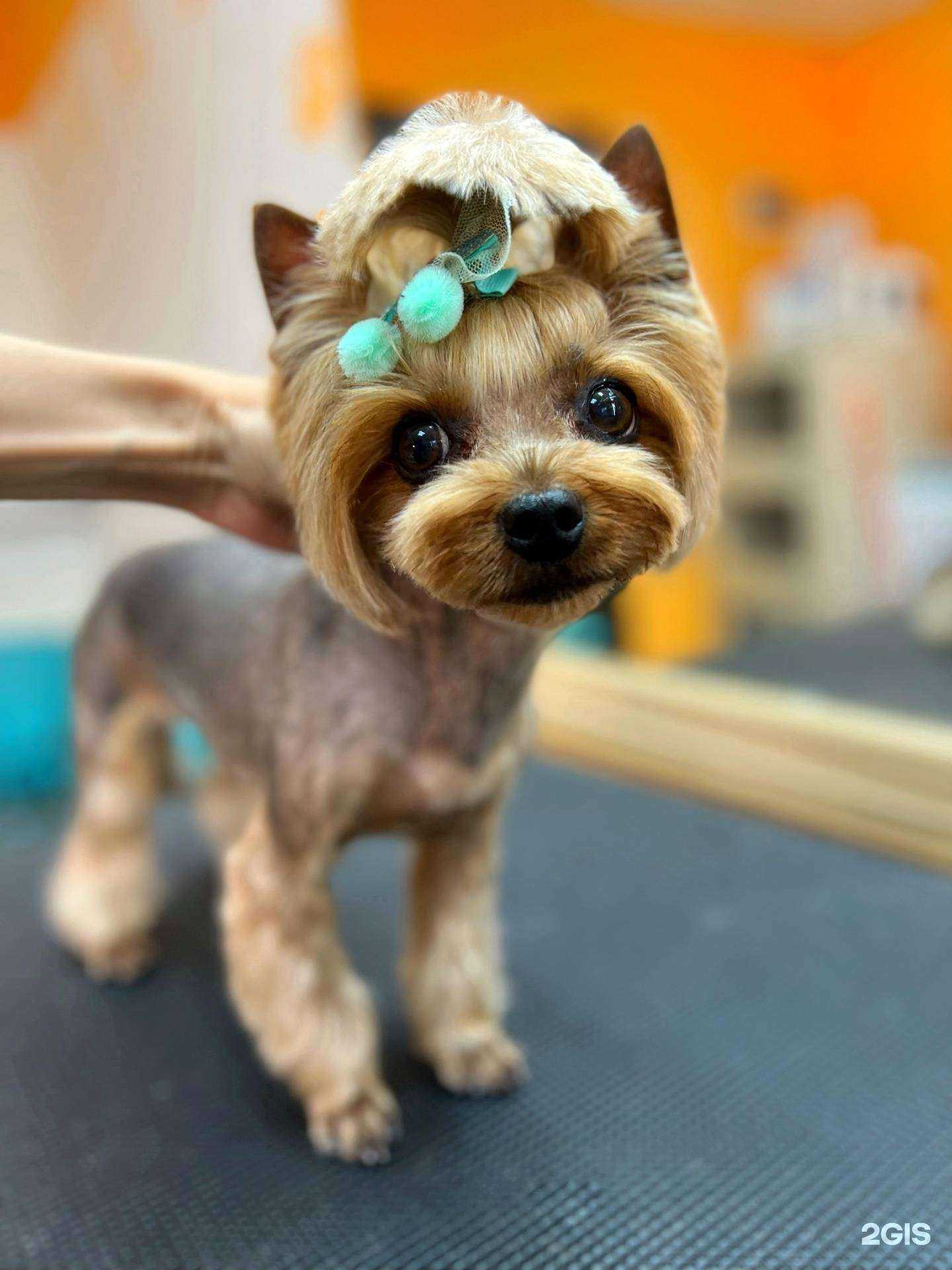 Отзывы на компанию Грумми в Пензе c фото