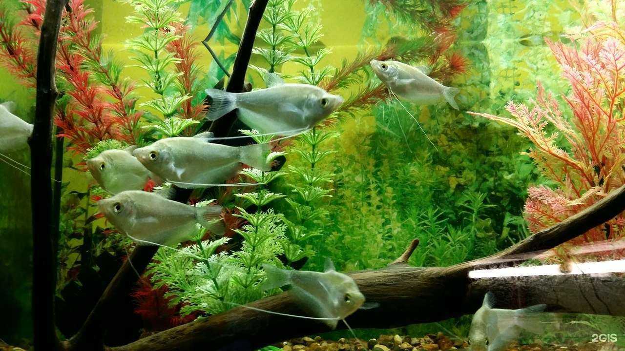 Отзывы на компанию Гуппи в г. Казань c фото