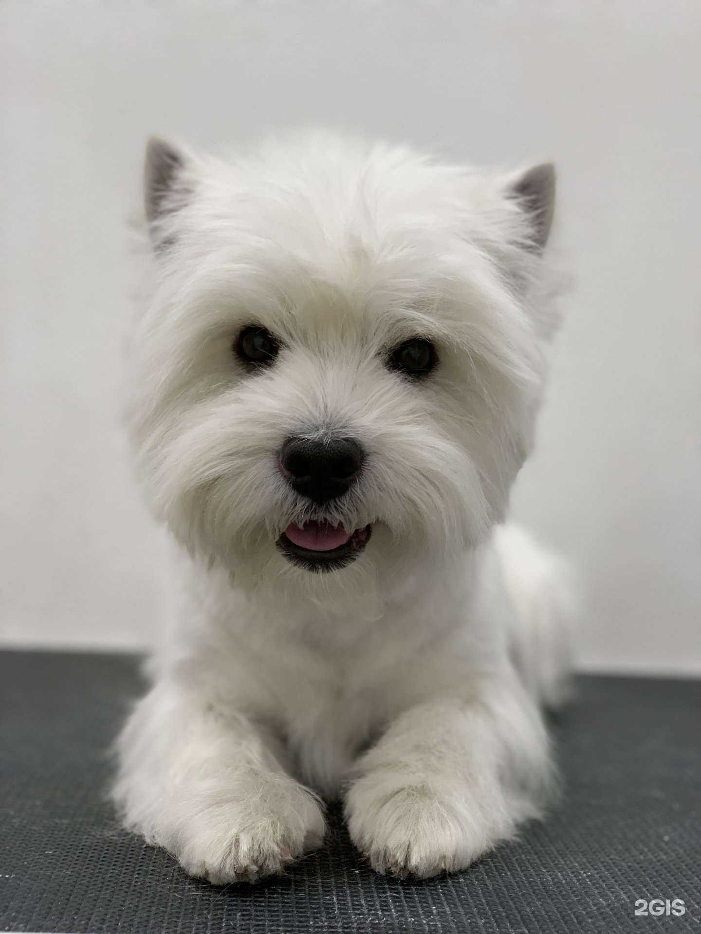 Отзывы на компанию Dog`s Art в г. Новосибирск c фото