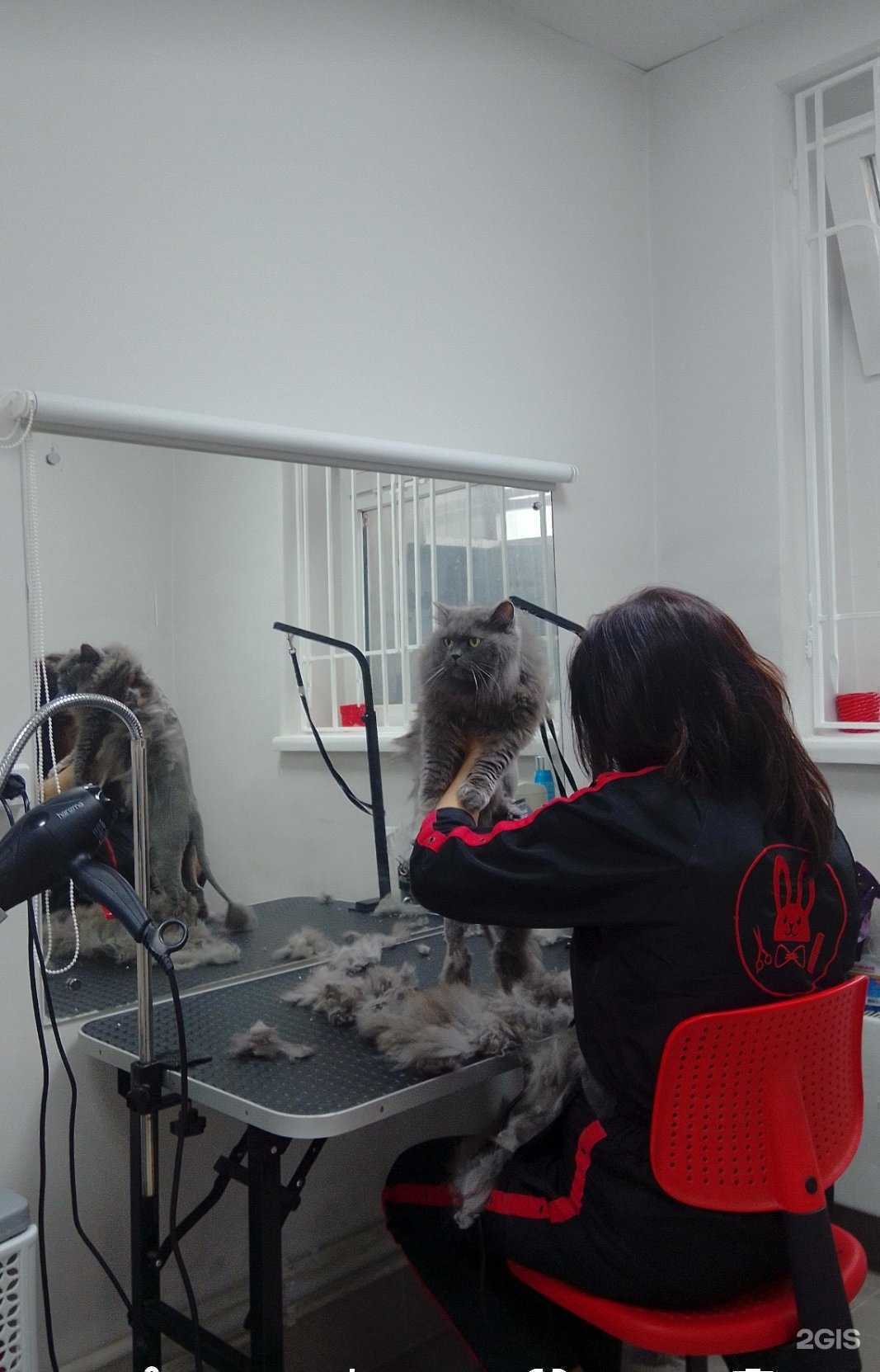 Отзывы на компанию Красный кролик в Новосибирске c фото