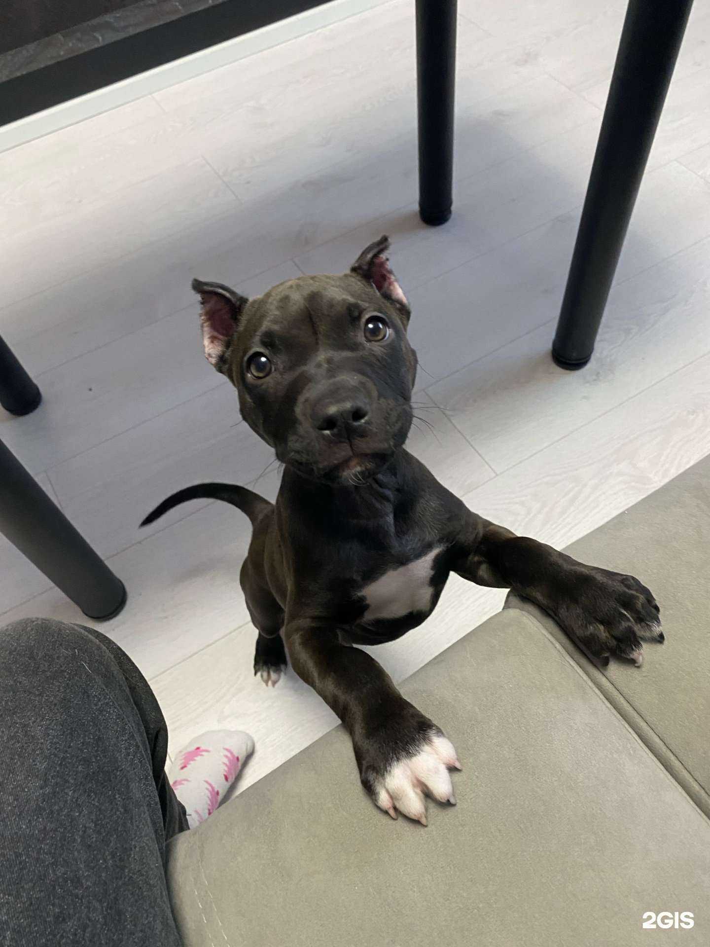 Отзывы на компанию Три кота в г. Нижний Тагил c фото