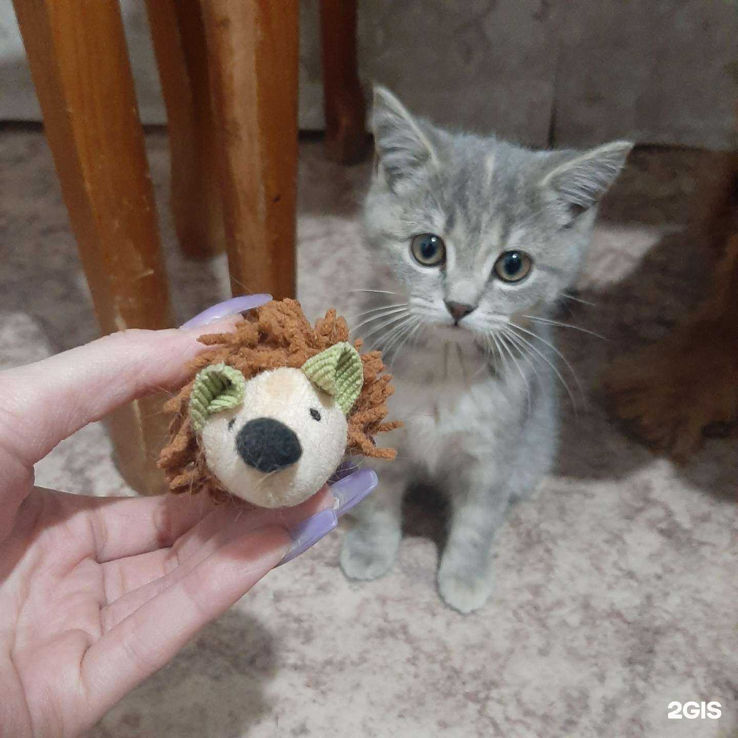 Отзывы на компанию Зоодисконт в Чите c фото