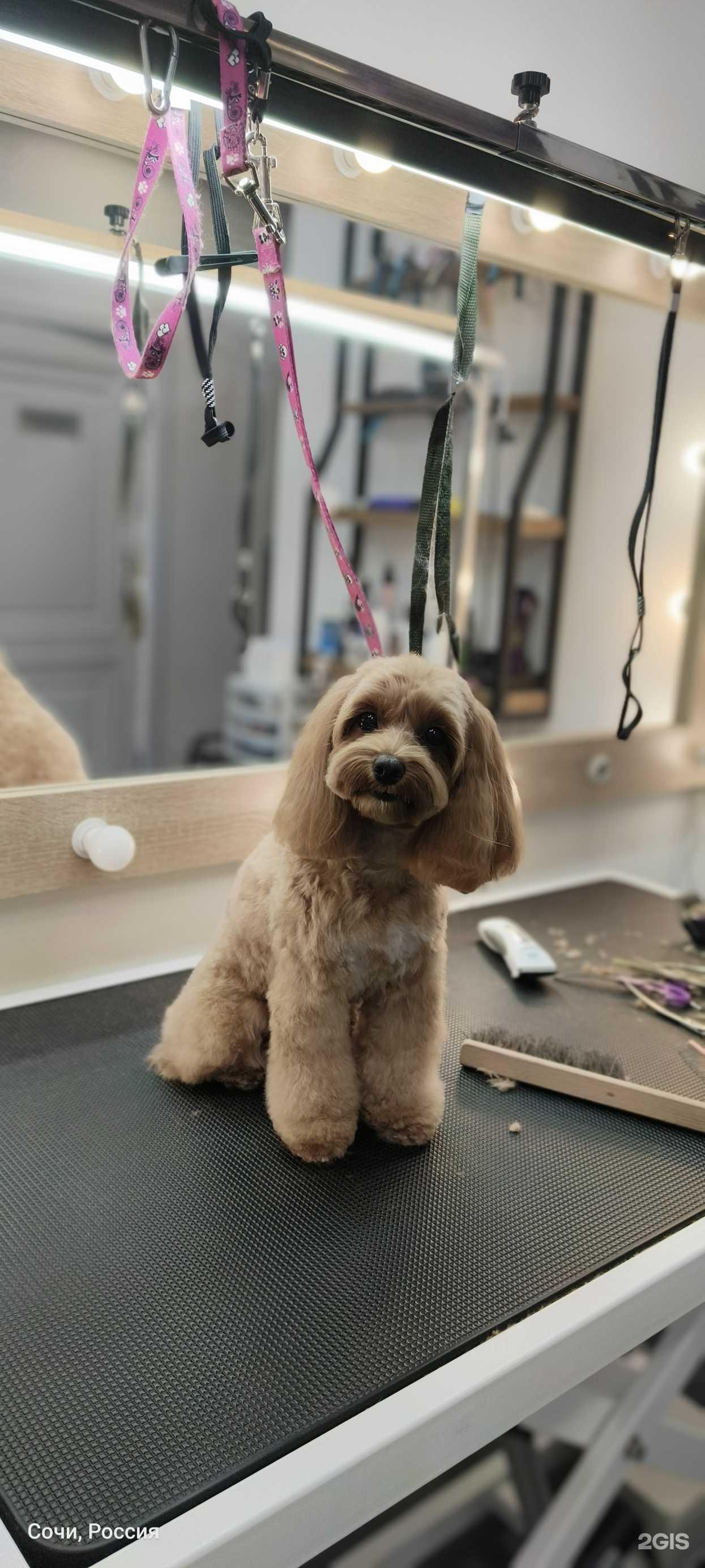 Отзывы на компанию ЛапУсики в г. Сочи c фото