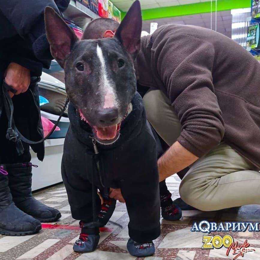 Отзывы на компанию Zоомир в Красноярске c фото