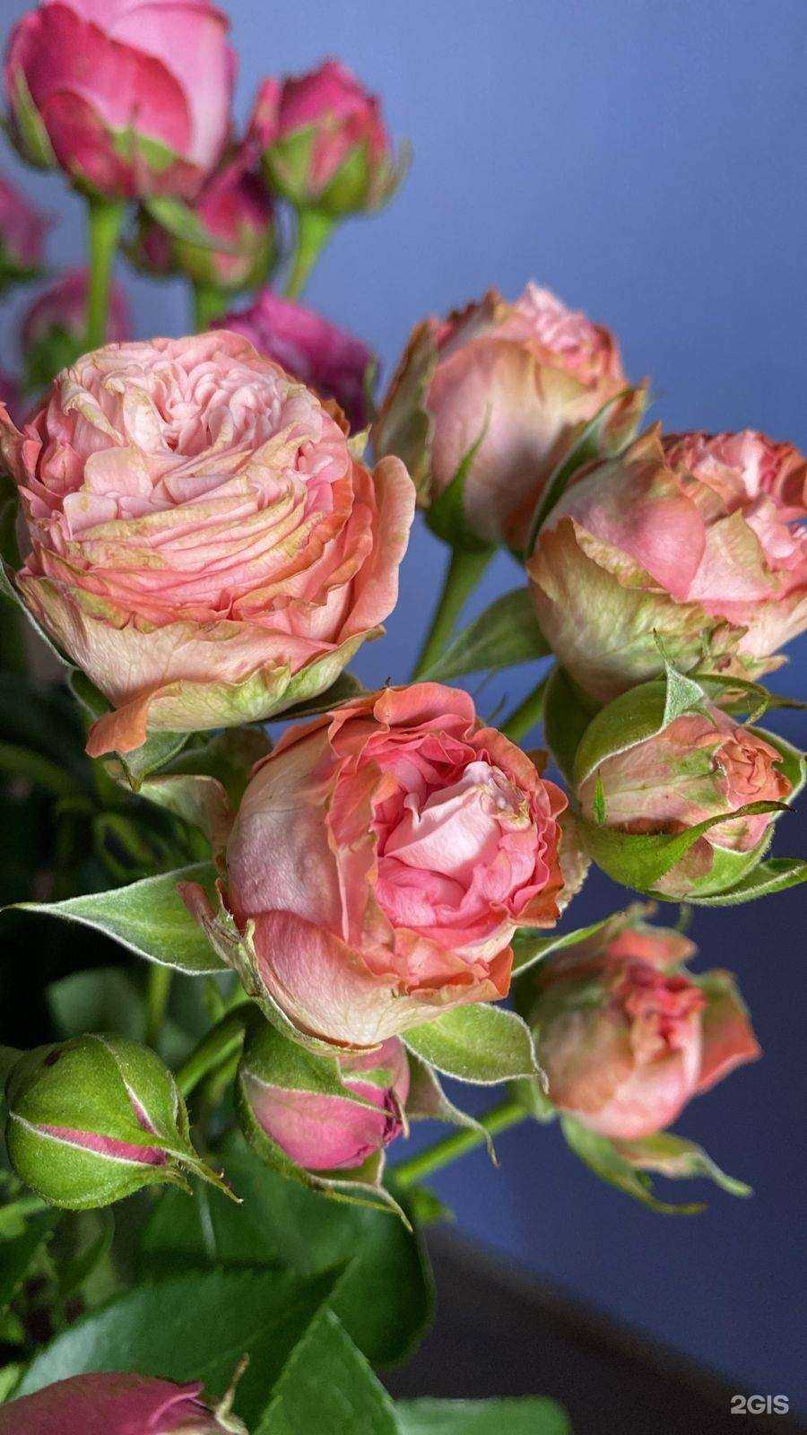 Отзывы на компанию Les в Челябинске c фото - фотография 2 из 2