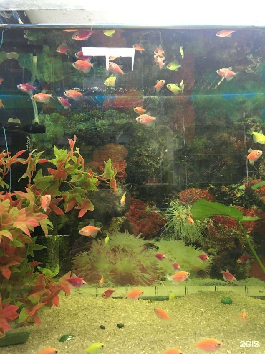 Отзывы на компанию Магазин зоотоваров в Вологде c фото