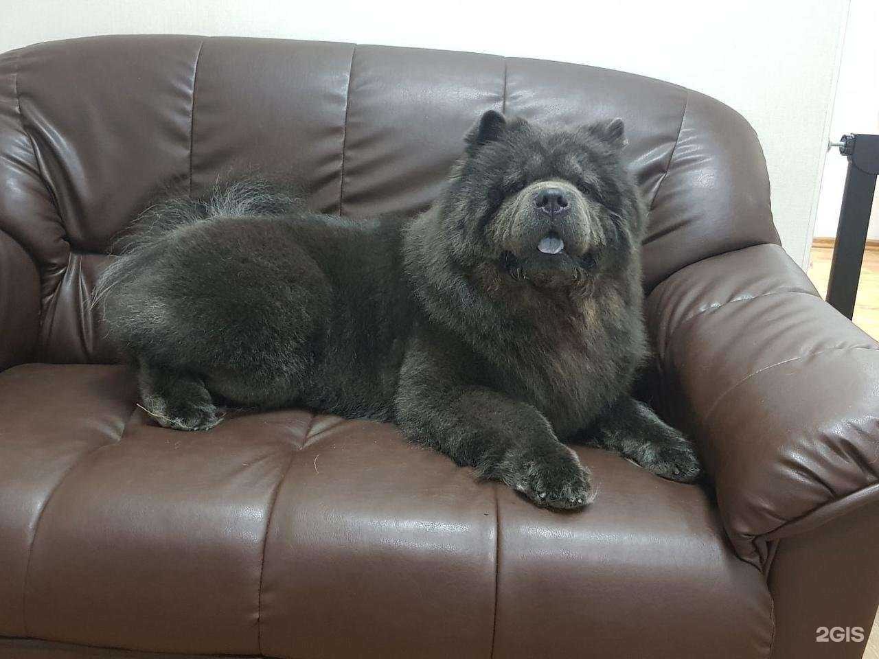 Отзывы на компанию Грумер Томашевская Анна в г. Череповец c фото