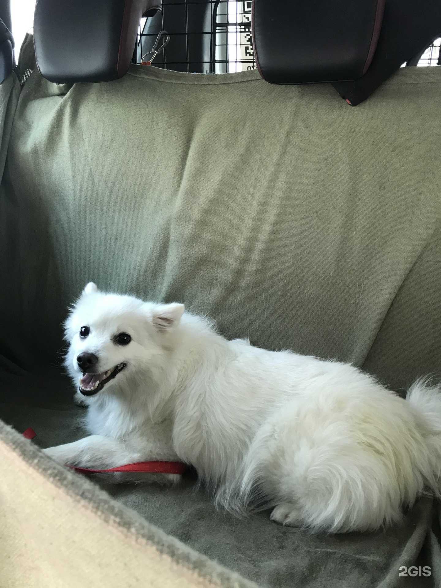 Отзывы на компанию Зоотакси-томск.рф в Томске c фото