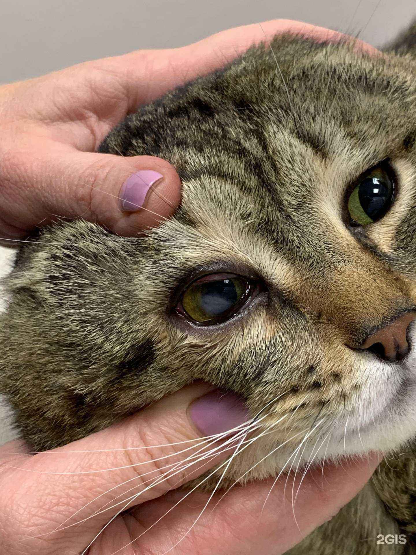 Отзывы на компанию НашВет в г. Пермь c фото