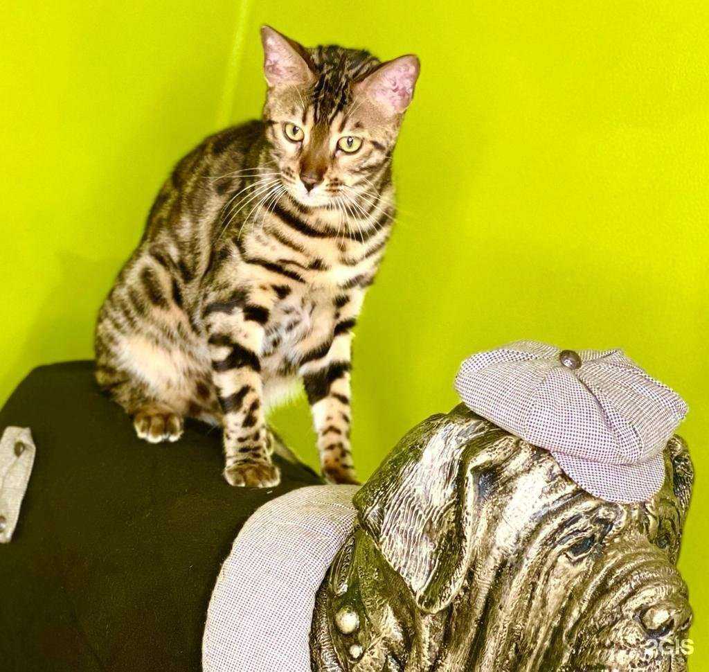 Отзывы на компанию Dog & Сat в Краснодаре c фото