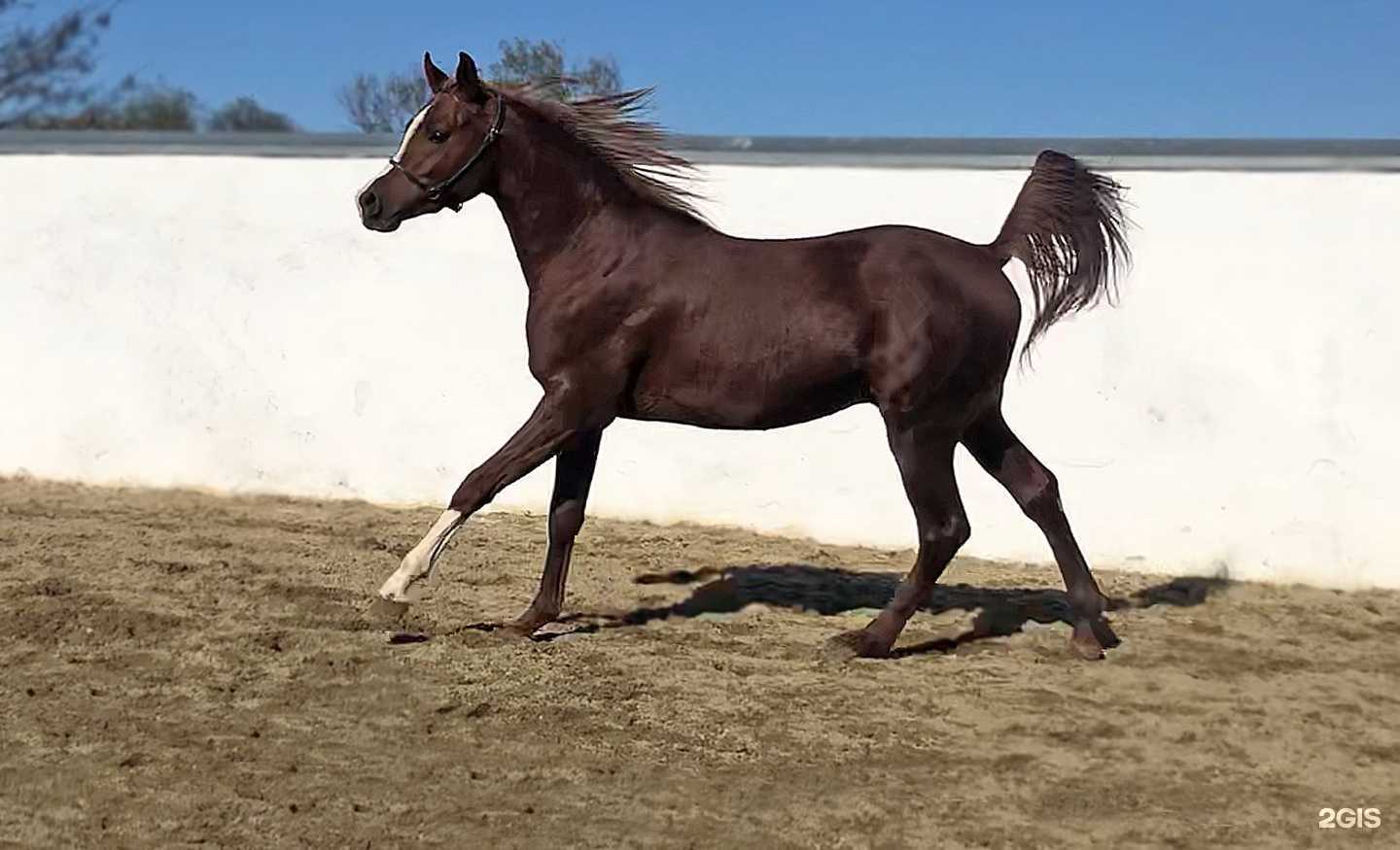 Отзывы на компанию Компания по продаже спортивных лошадей в г. Абинск c фото