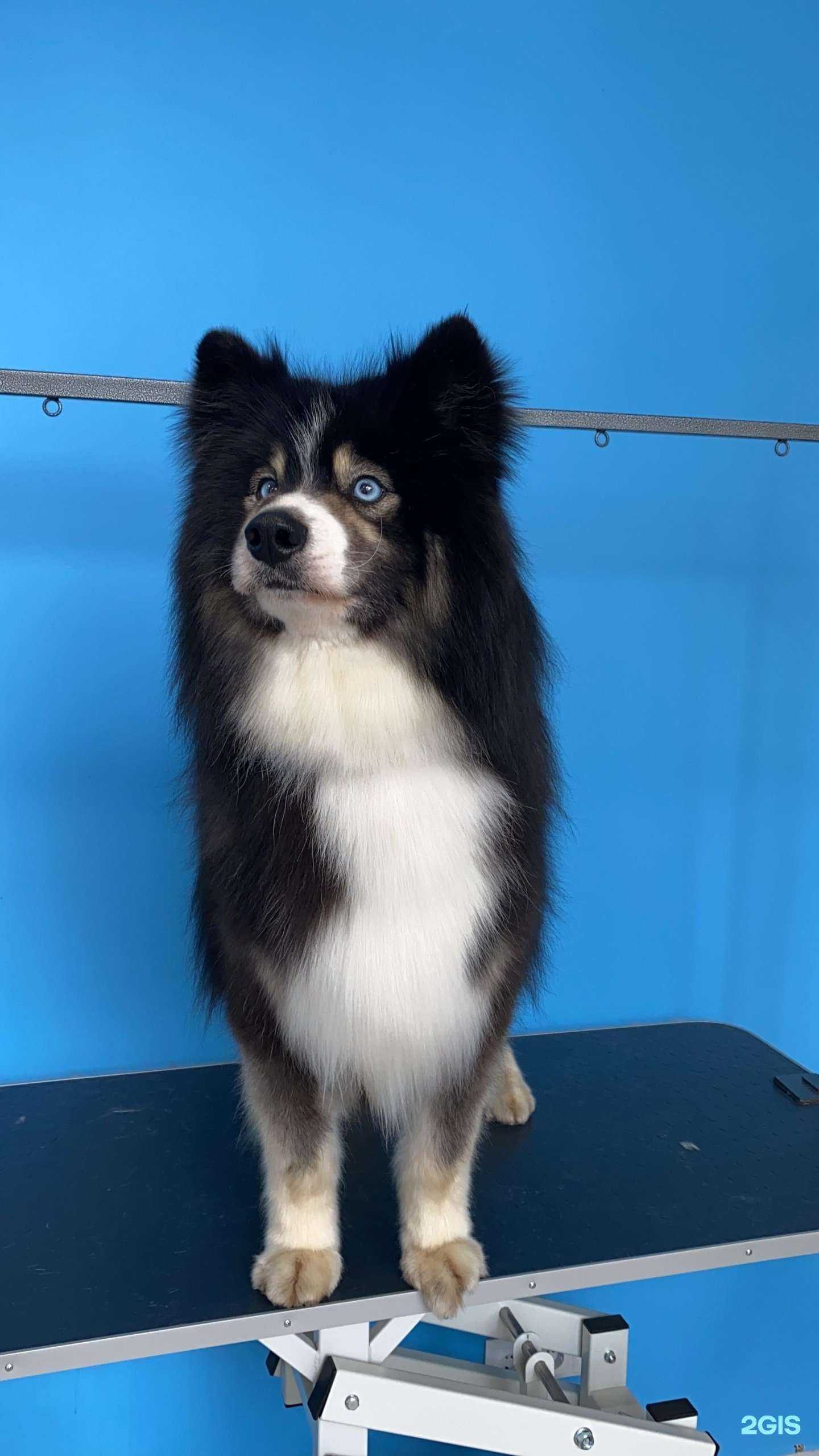 Отзывы на компанию Doggo в г. Краснодар c фото