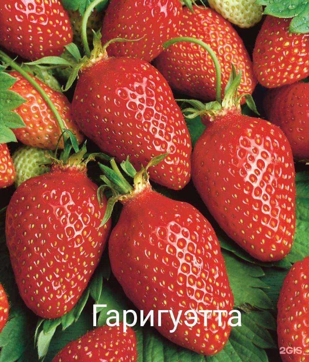 Отзывы на компанию Весёлый садовник в г. Нижний Новгород c фото