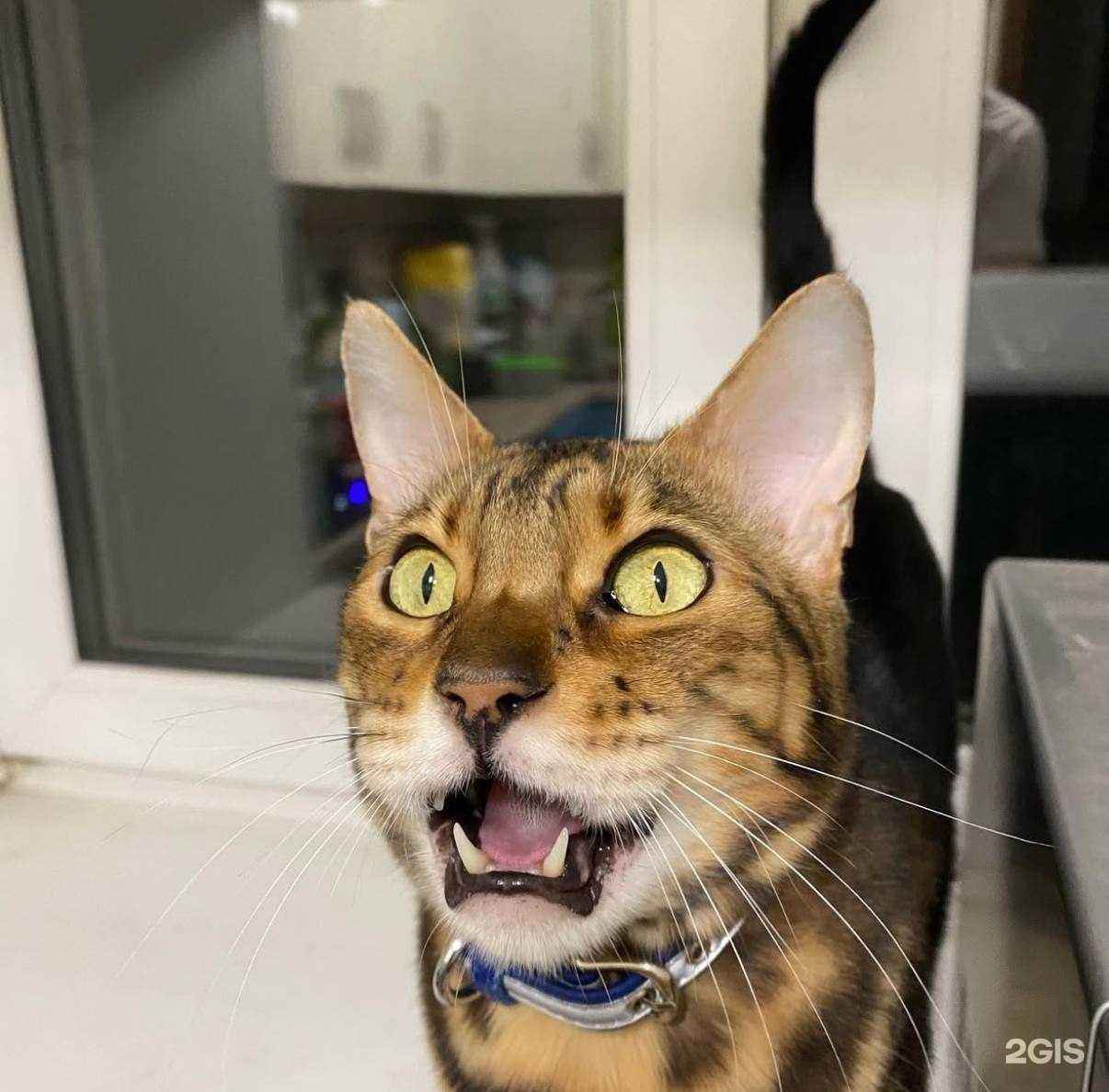 Отзывы на компанию Ника в Кемерове c фото