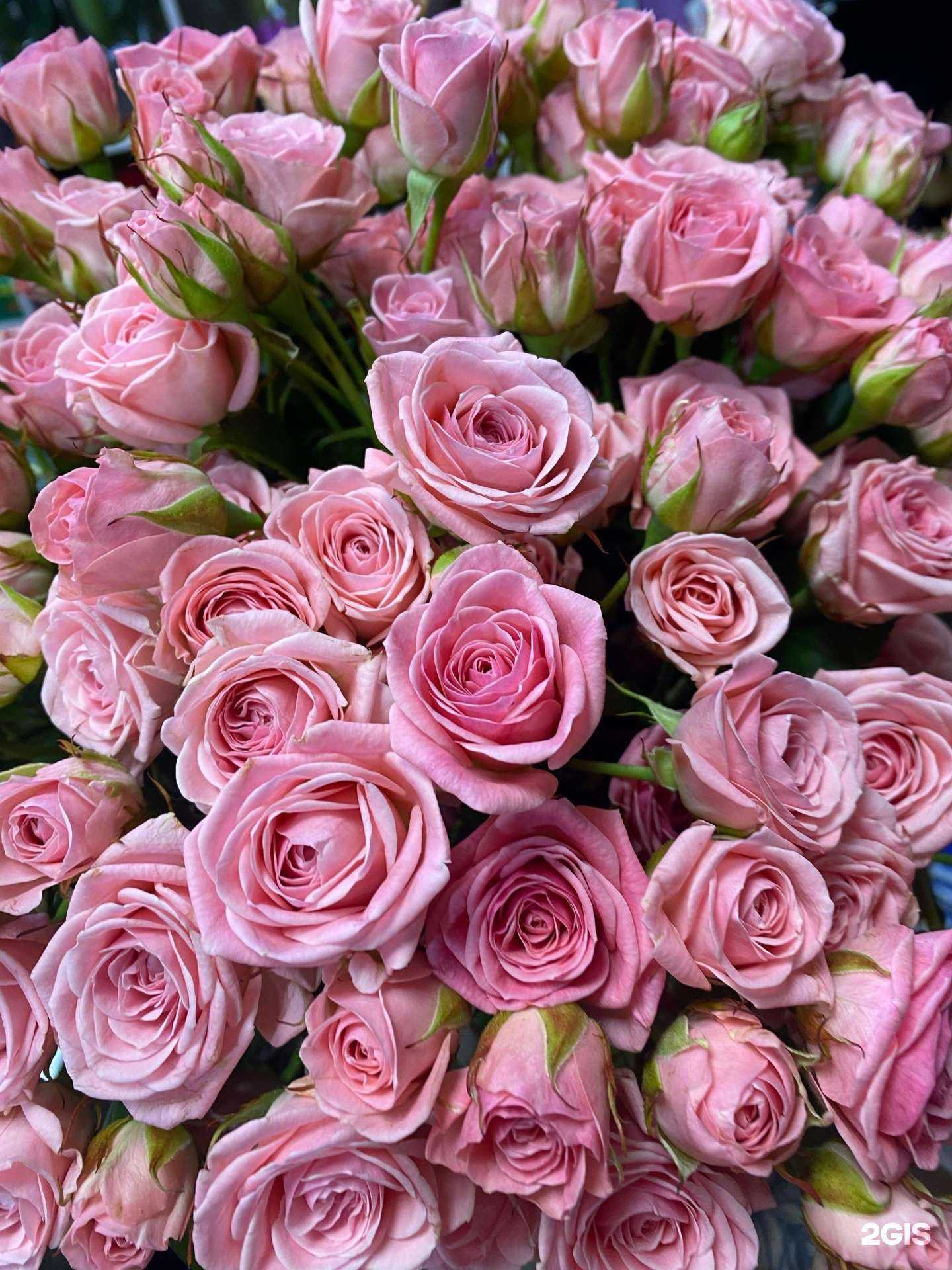 Отзывы на компанию Мята в Улан-Удэ c фото