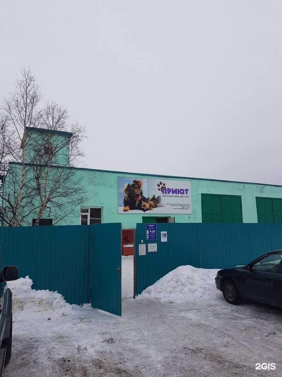 Отзывы на компанию Приют для безнадзорных животных в Елизове c фото - фотография 2 из 2
