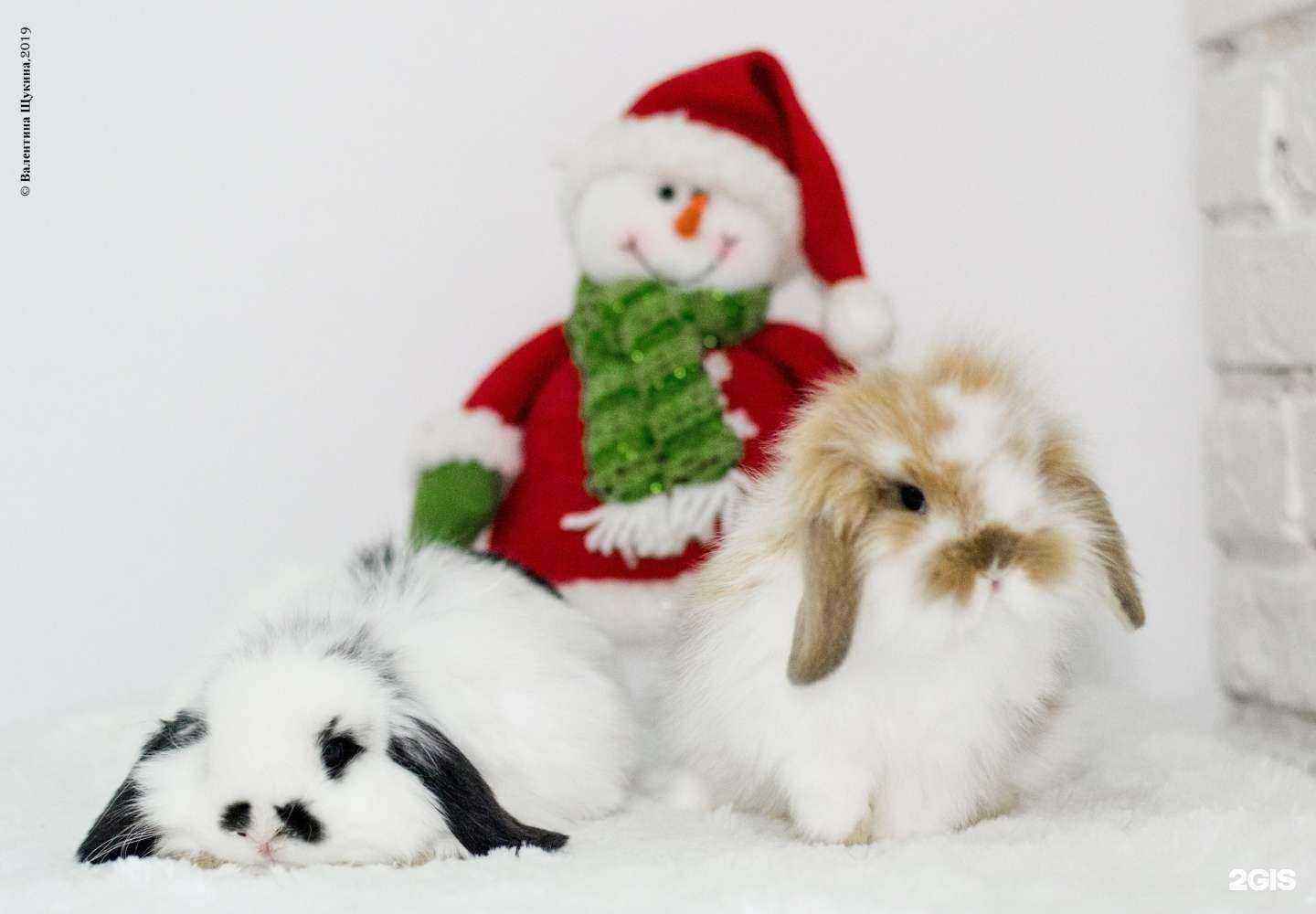 Отзывы на компанию Зверосити в Омске c фото