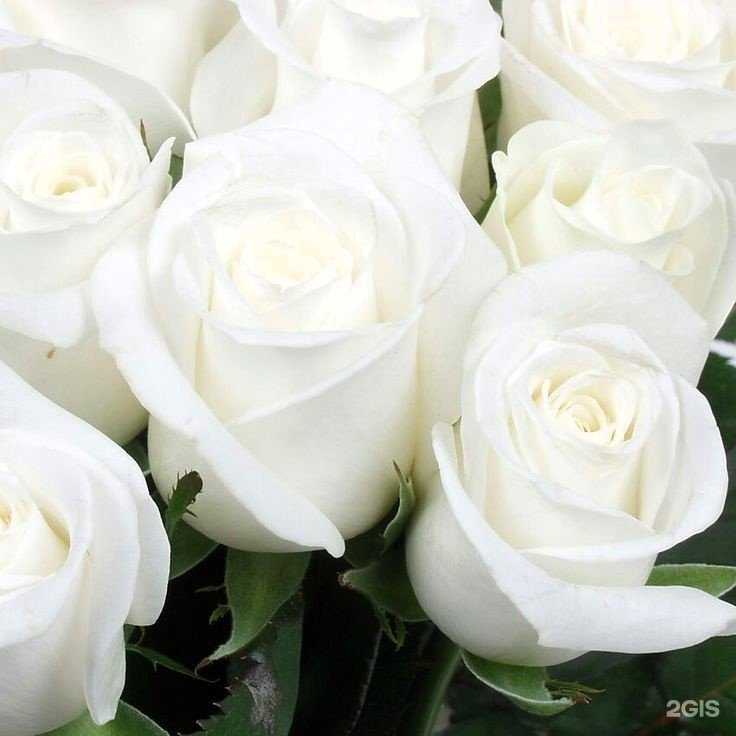 Отзывы на компанию Торговая точка цветов и шаров в г. Курган c фото