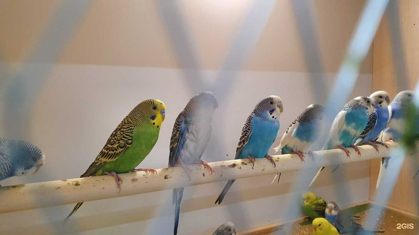 Отзывы на компанию Синодонтис в г. Иркутск c фото