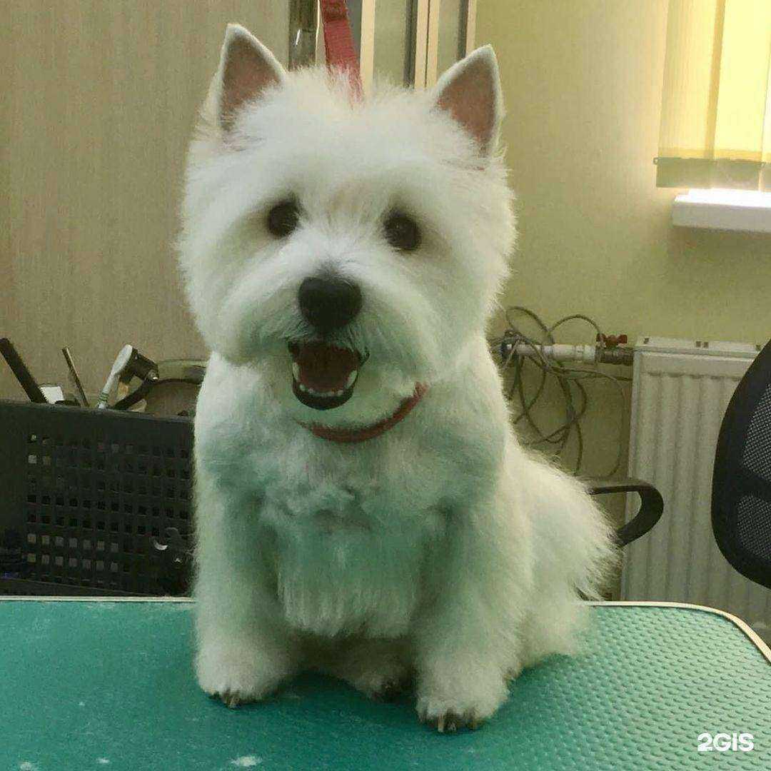 Отзывы на компанию Trio dogcenter в Волгограде c фото