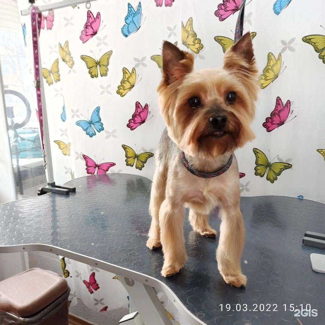 Отзывы на компанию ЛапУс в г. Оленегорск c фото