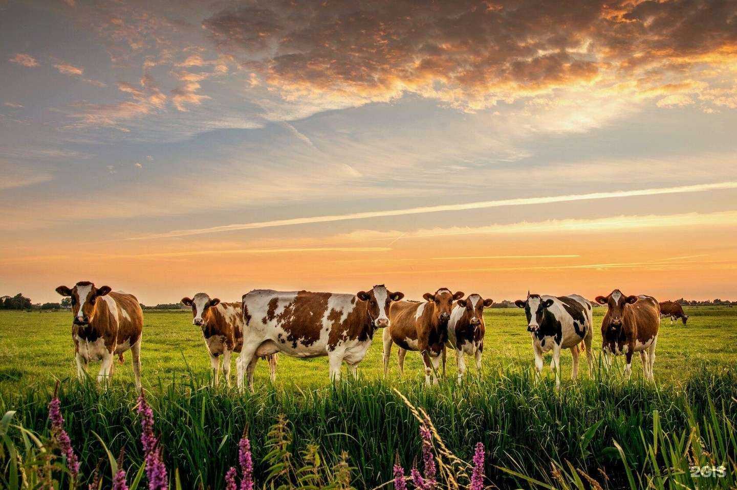 Отзывы на компанию Мясная Империя в Томске c фото