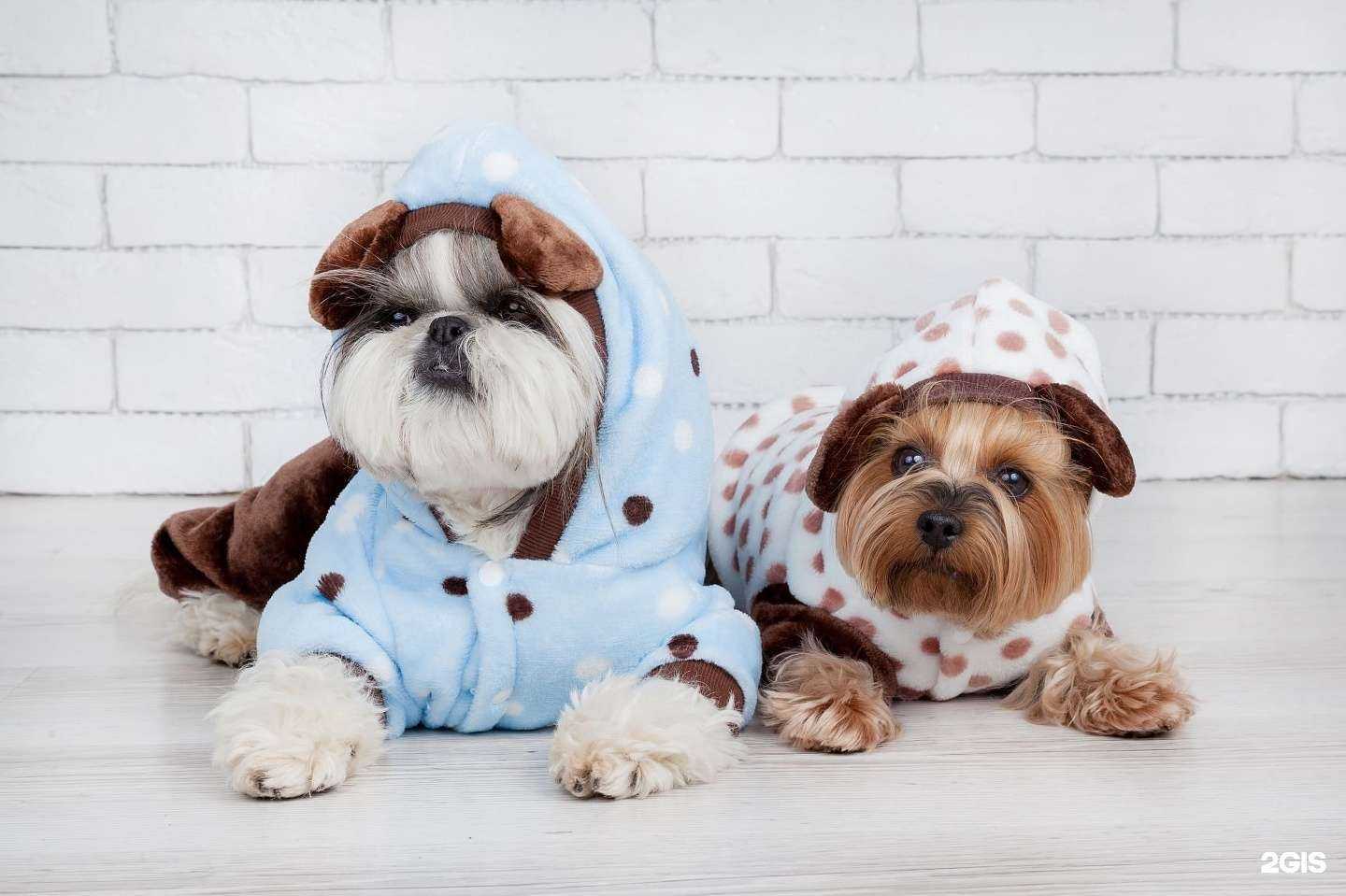 Отзывы на компанию ДогЛенд в Томске c фото