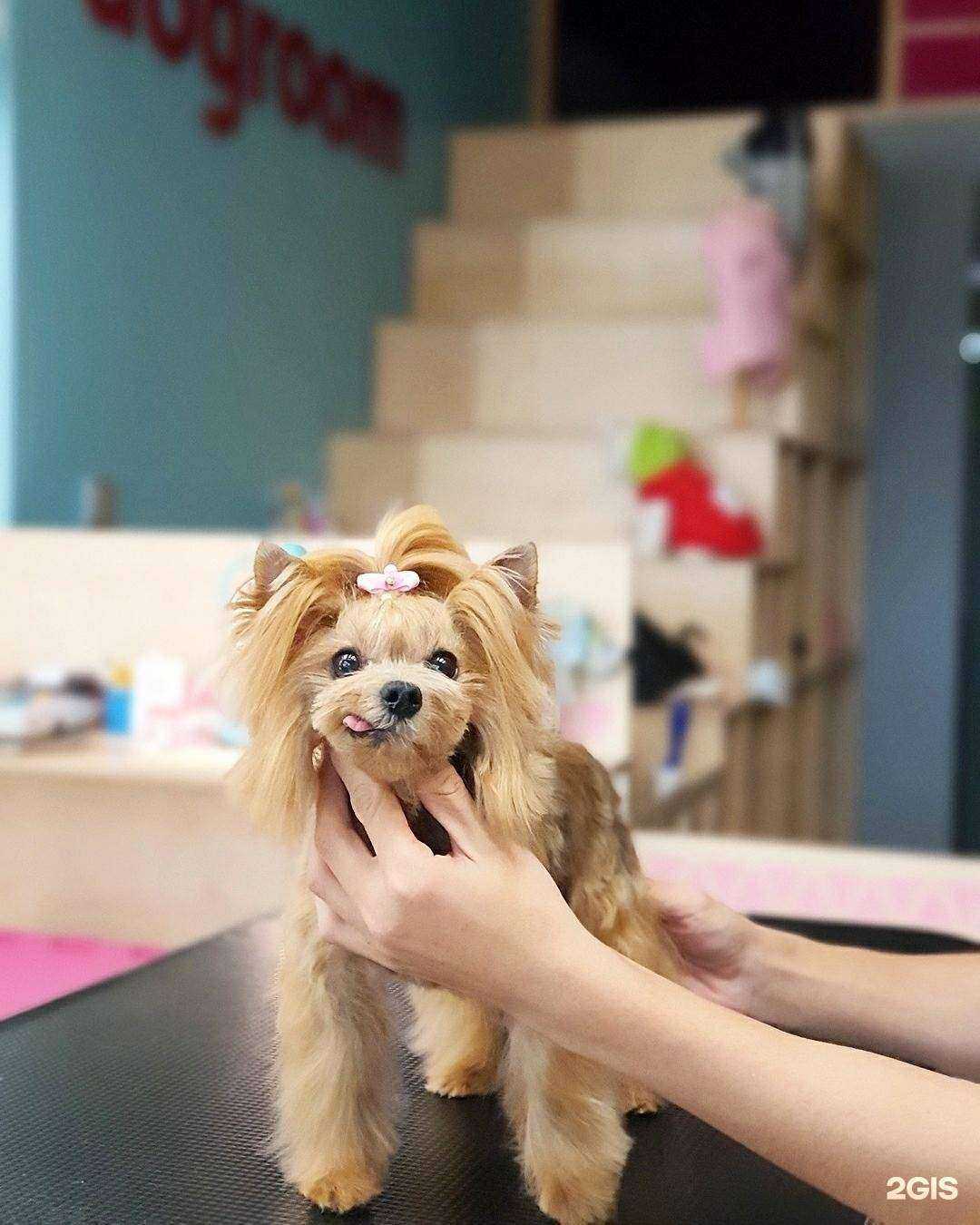 Отзывы на компанию Dogroom в Южно-Сахалинске c фото