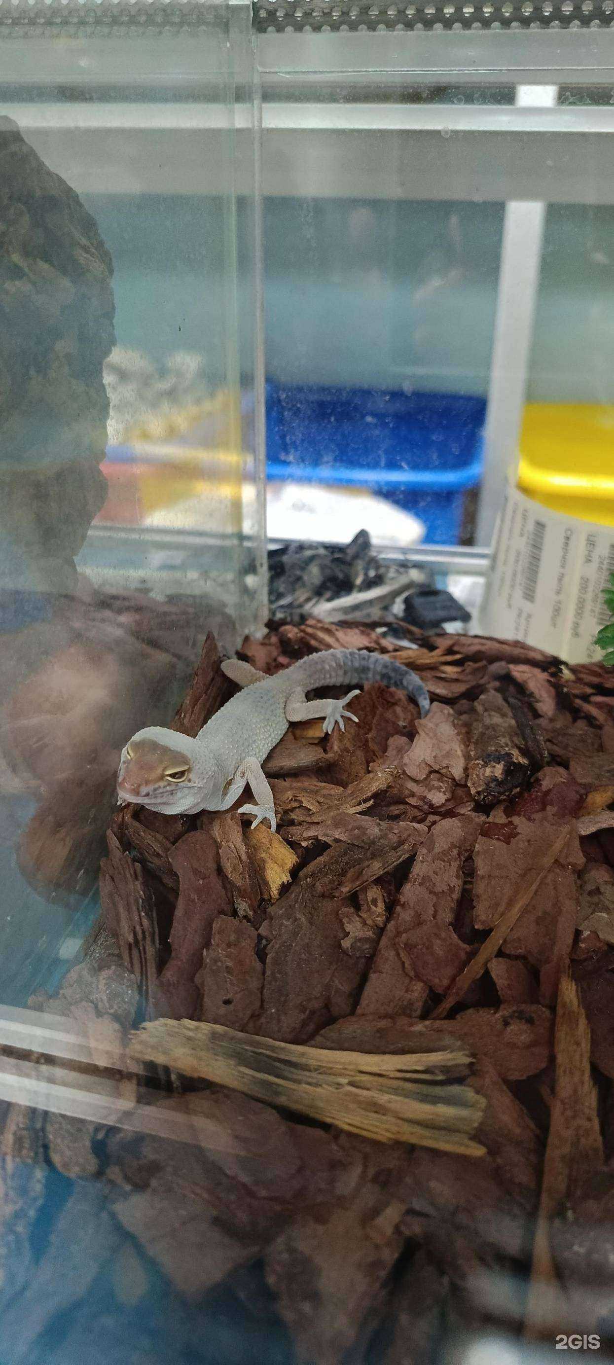 Отзывы на компанию Папа Карло в г. Отрадное c фото