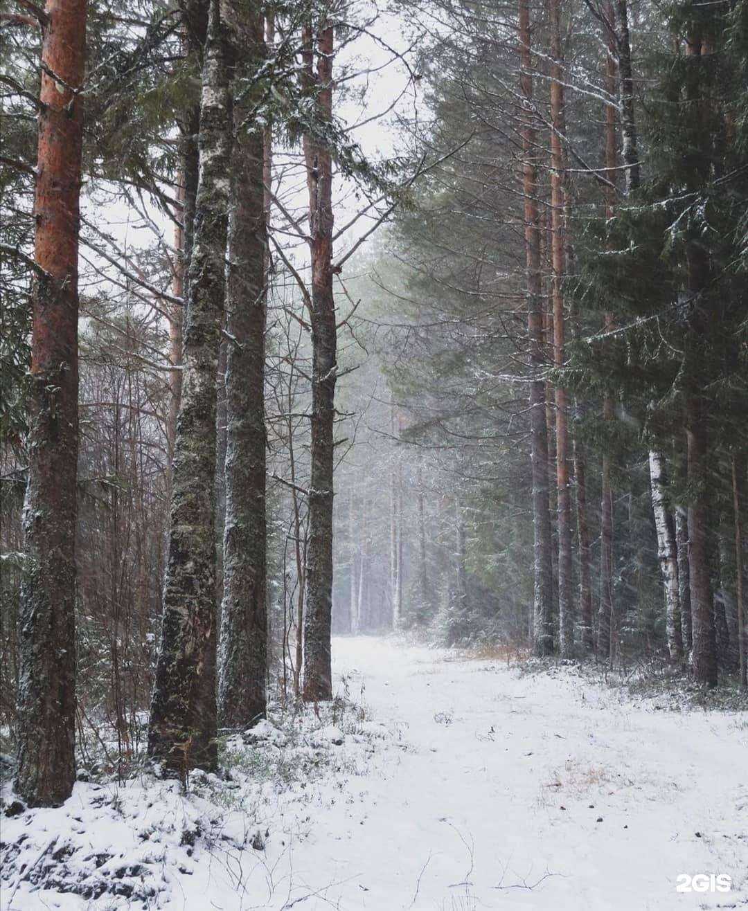 Отзывы на компанию Berloga в Сыктывкаре c фото