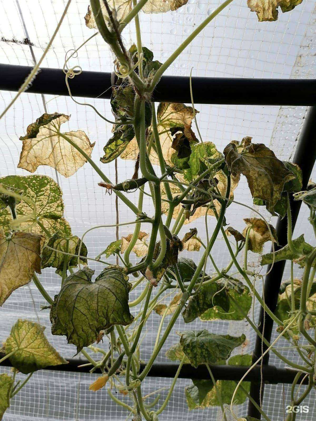 Отзывы на компанию Сибирский садовод в Красноярске c фото