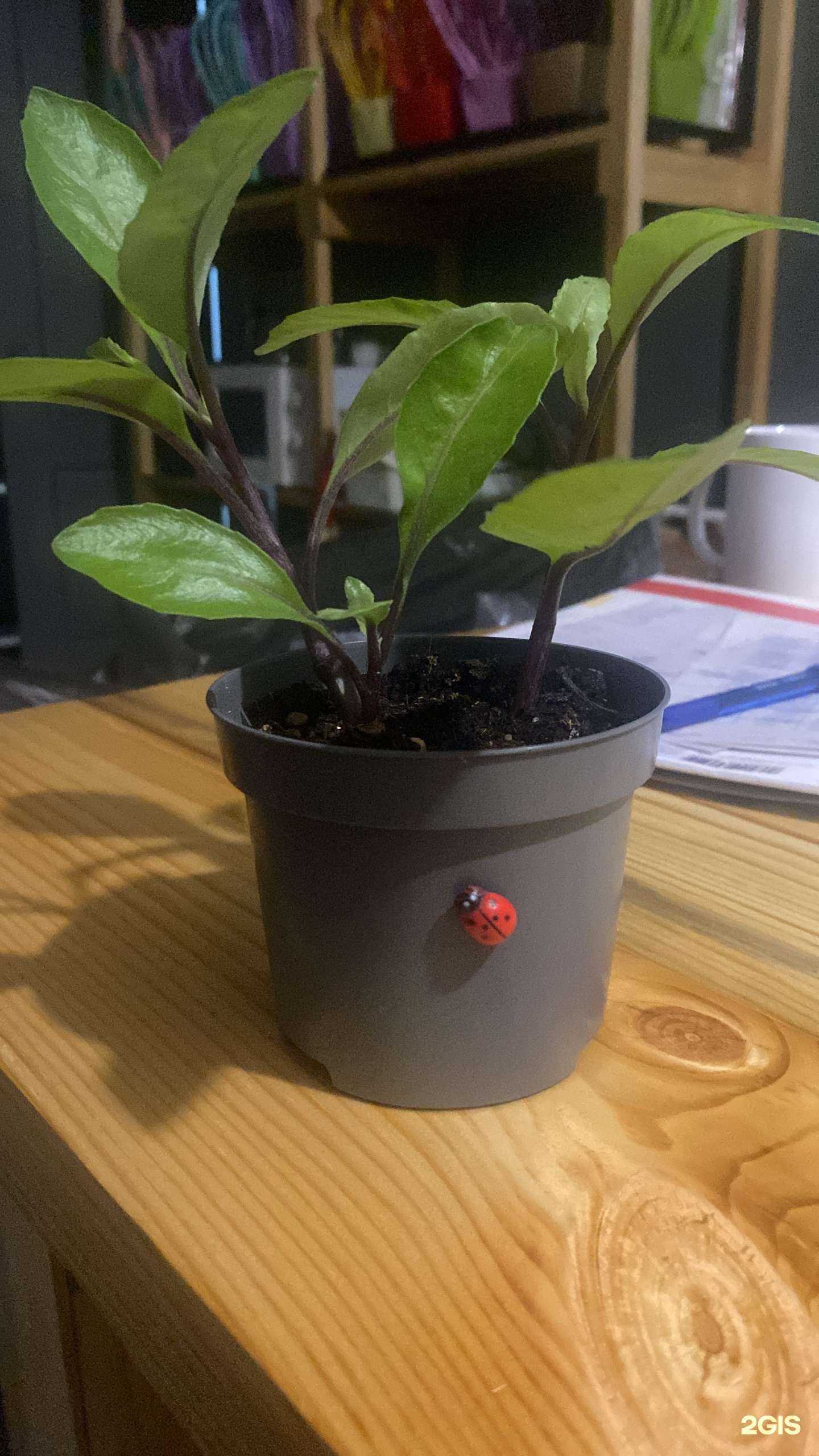 Отзывы на компанию BoTanica в Кургане c фото