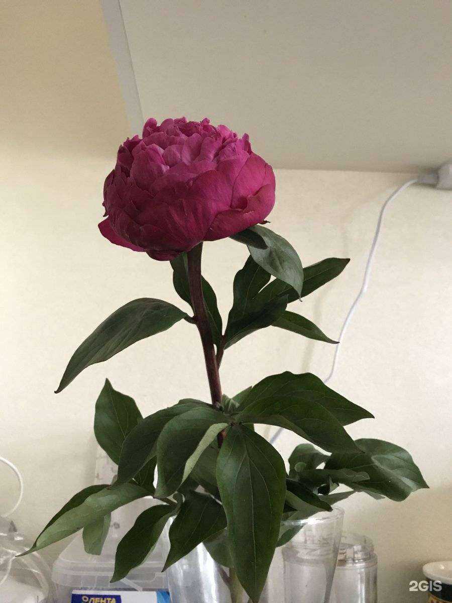 Отзывы на компанию Viola в г. Архангельск c фото