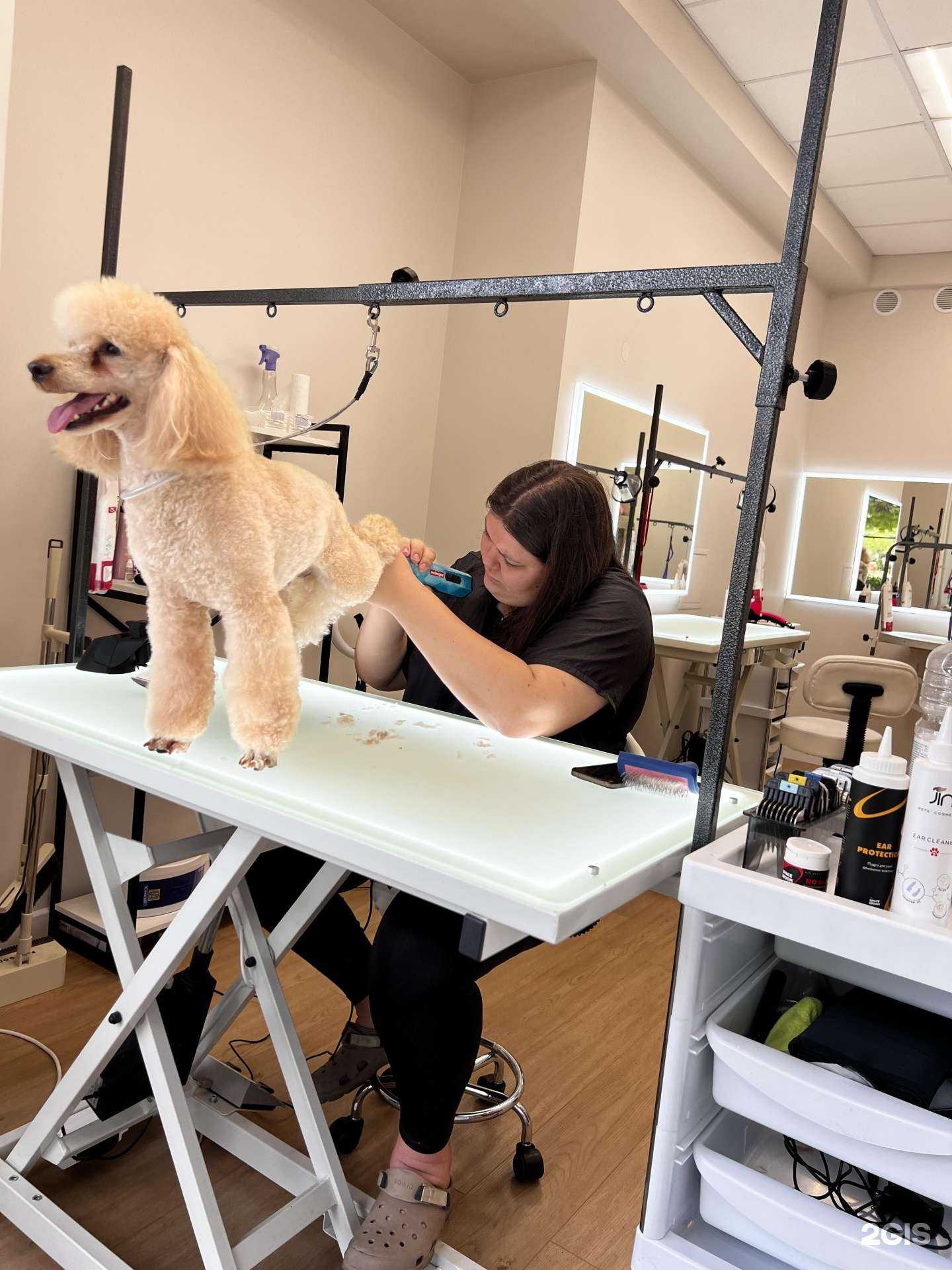 Отзывы на компанию Грумэксперт в г. Сочи c фото